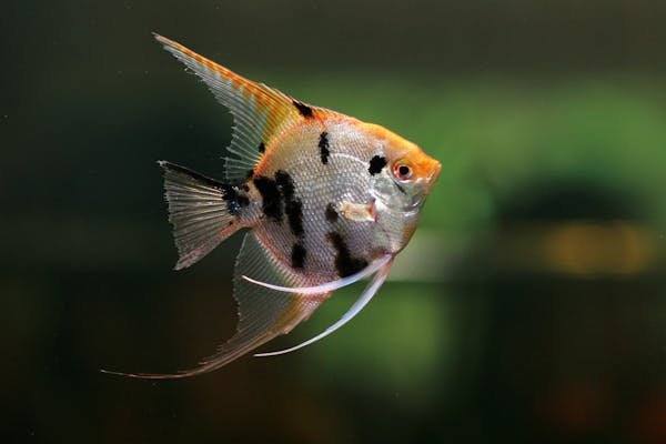 Angel Fish