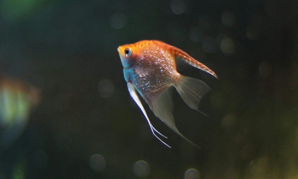 Angelfish