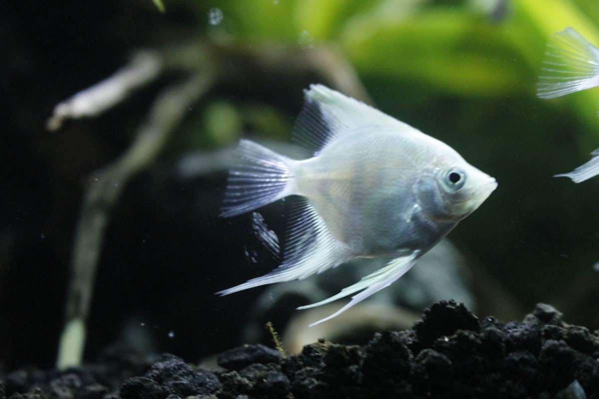 Angelfish