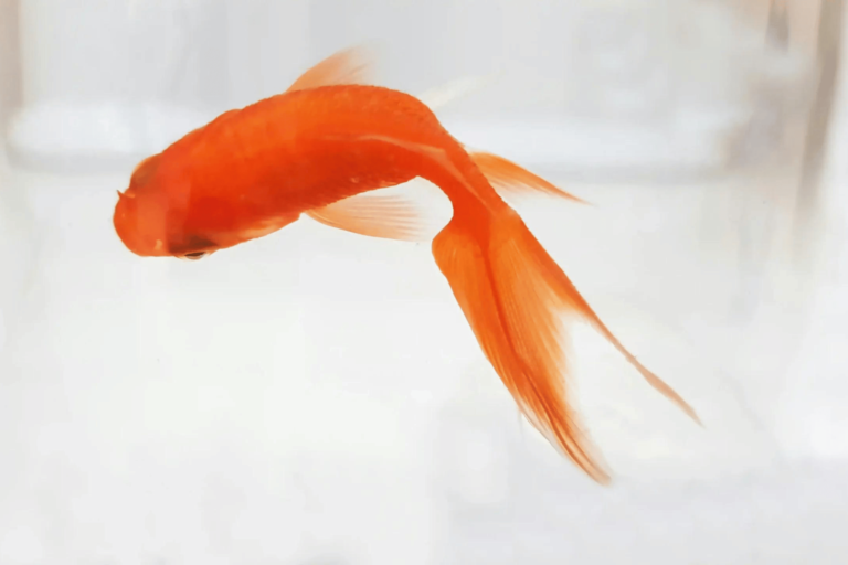 Fish Behaviours