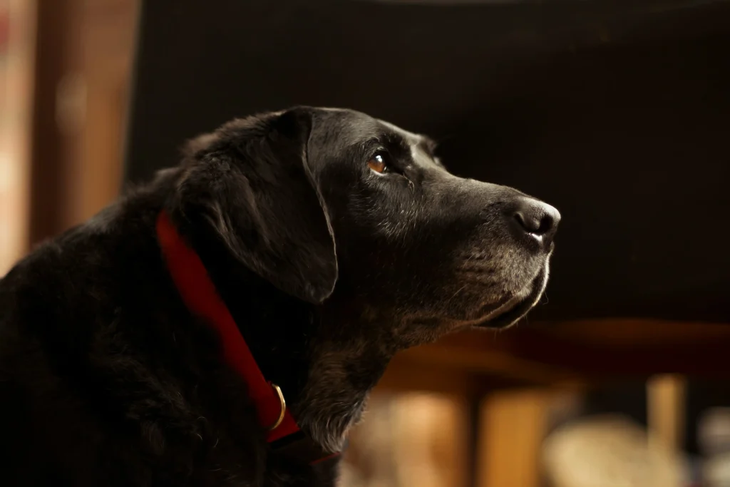 Caring For Aging Dogs