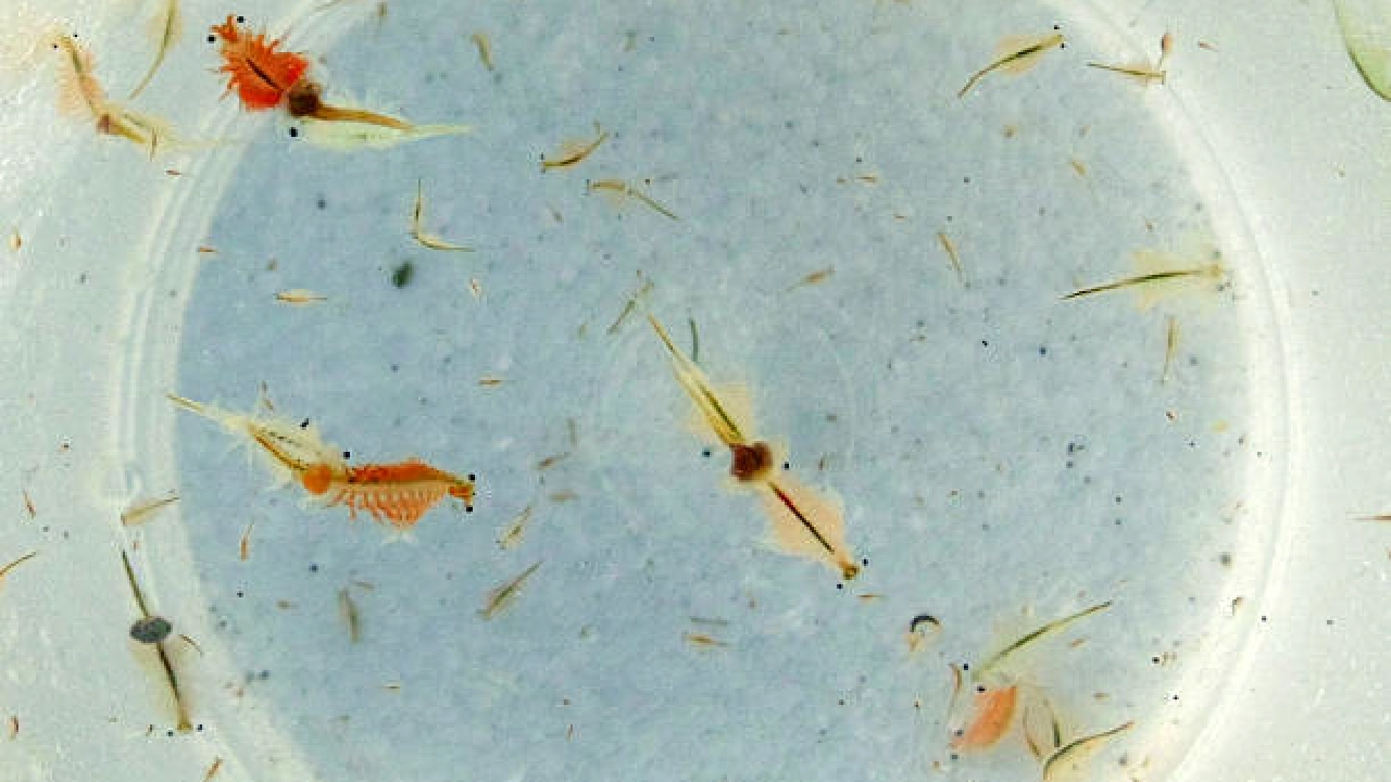 Sea Monkeys