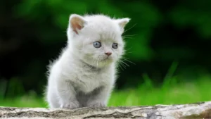 Fleas on Kittens