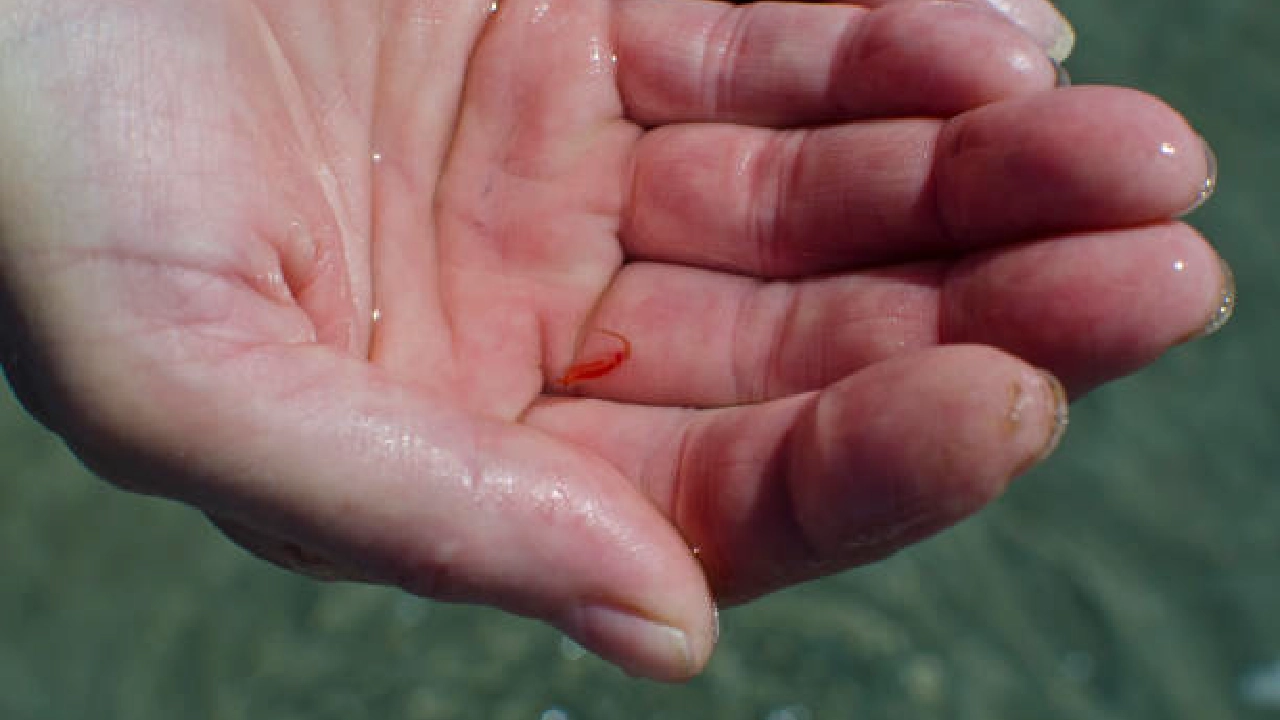 Sea Monkeys