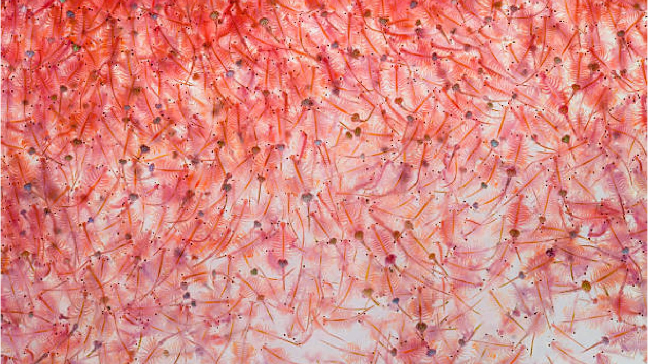 Sea Monkeys