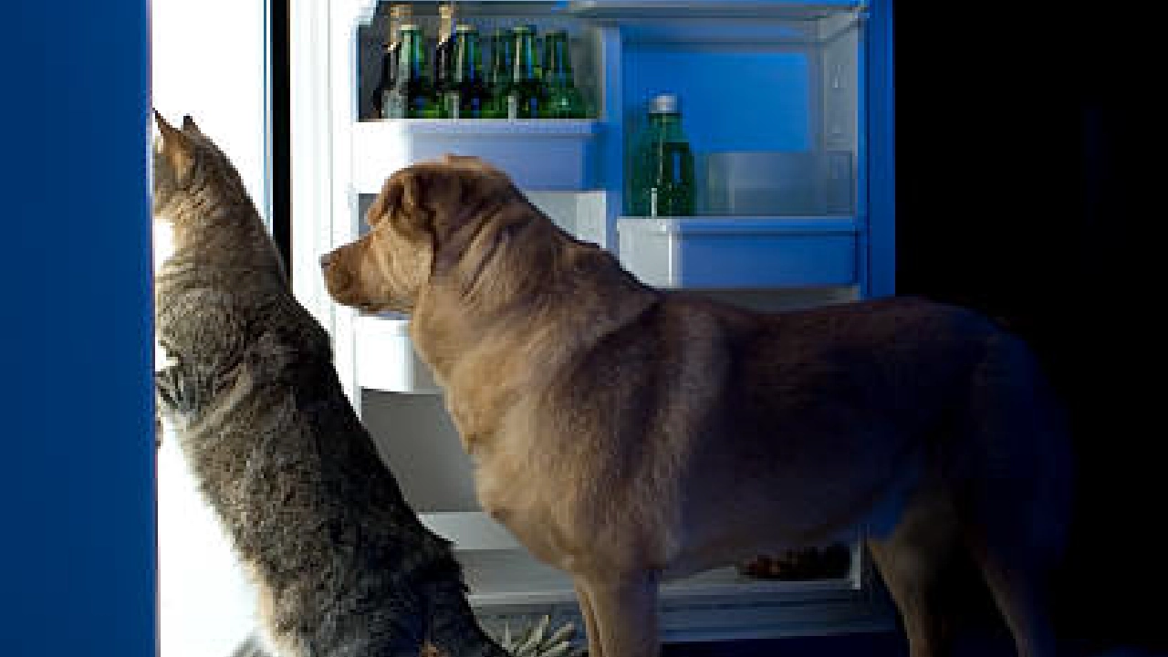 Cat and dog