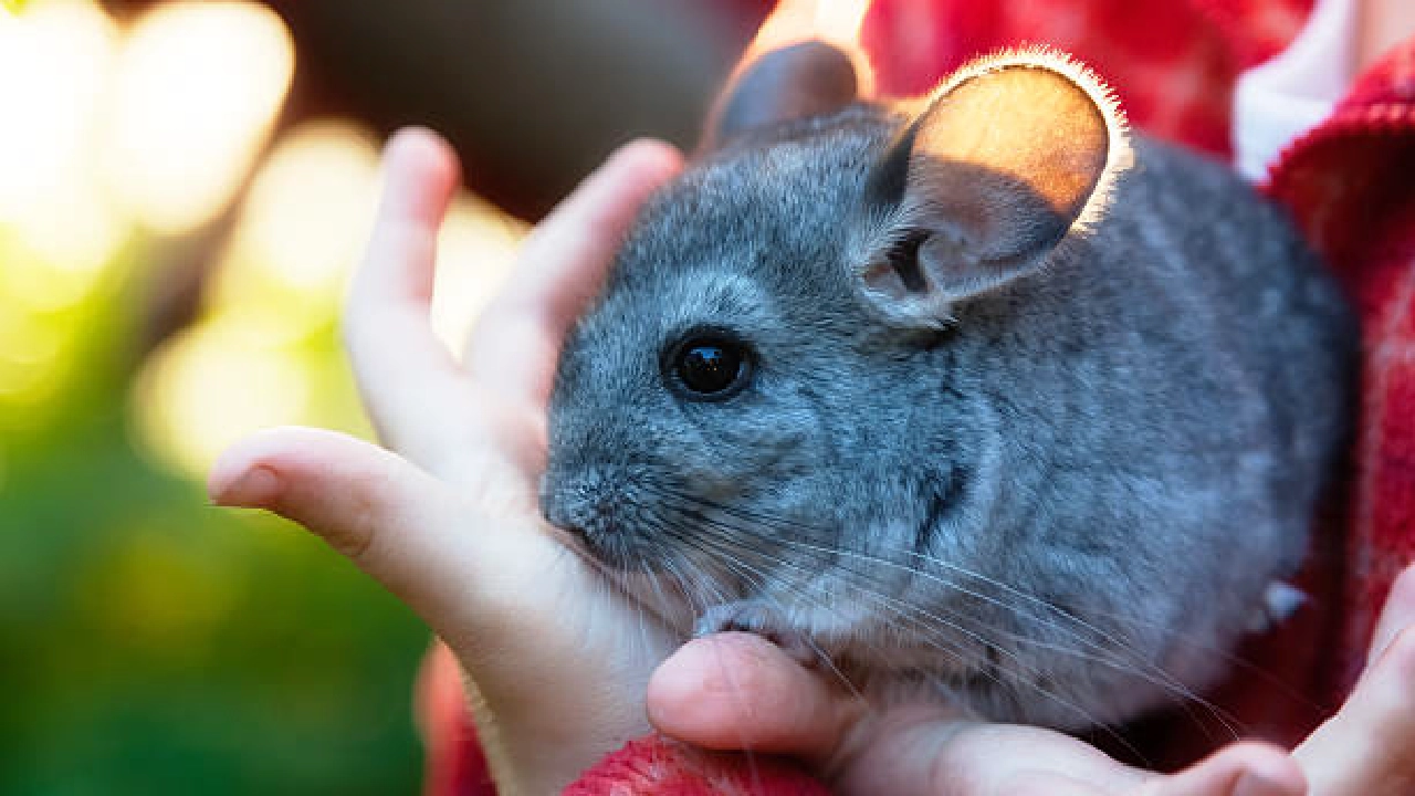 Chinchillas care