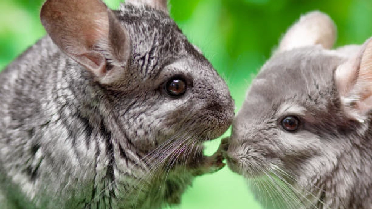 Chinchillas