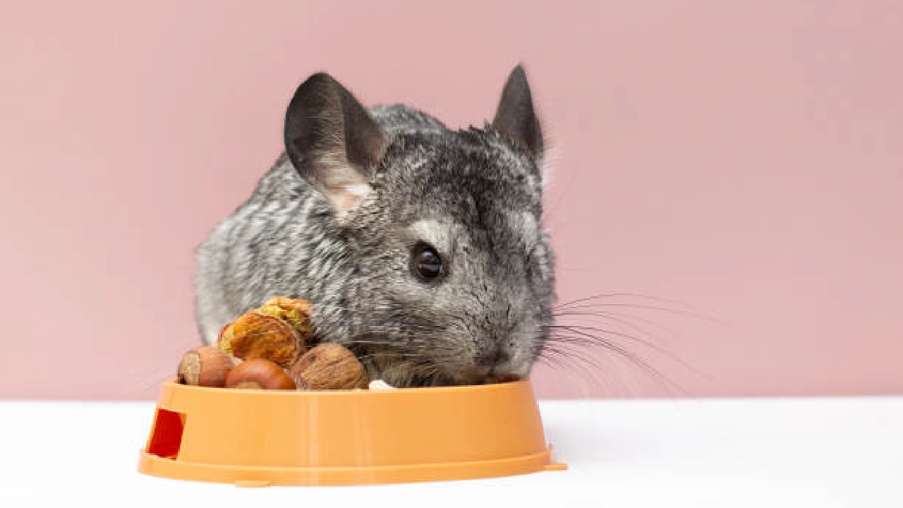 Chinchillas