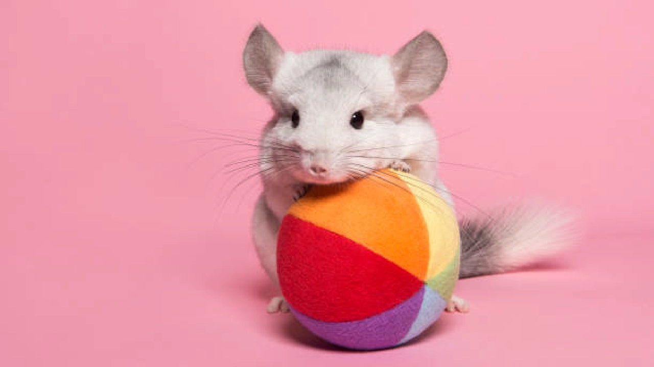 Chinchillas