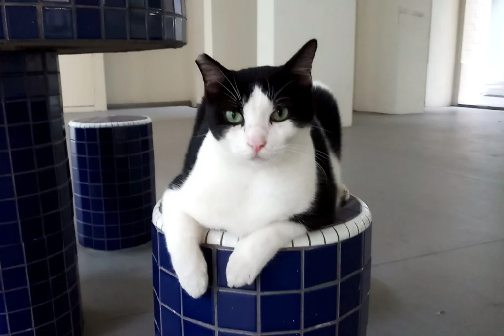 Adopting an FIV+ Community Cat