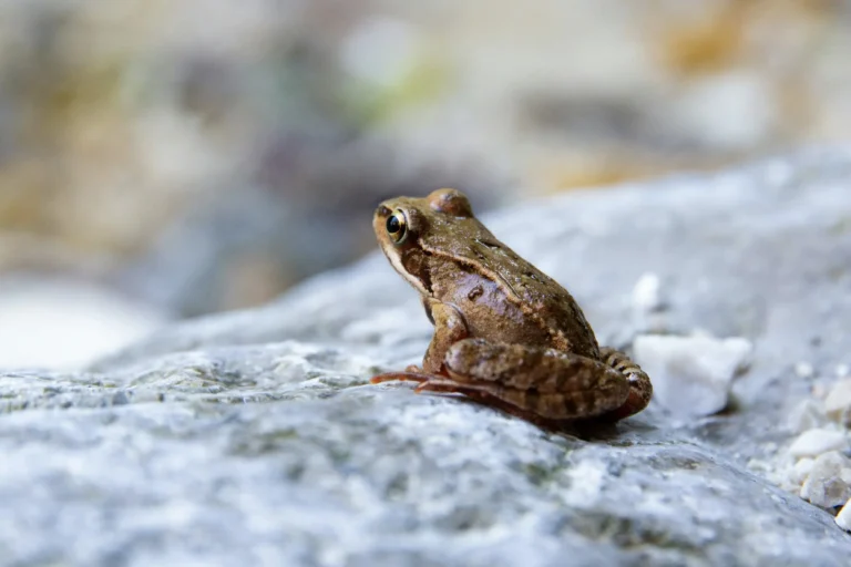 Pet Frogs