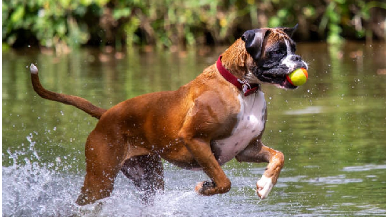 Boxer dog breed