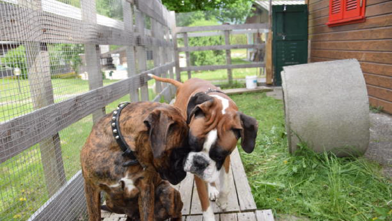Boxer Dog Breed