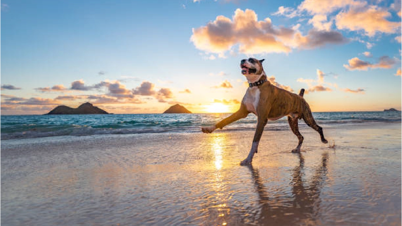 Boxer Dog