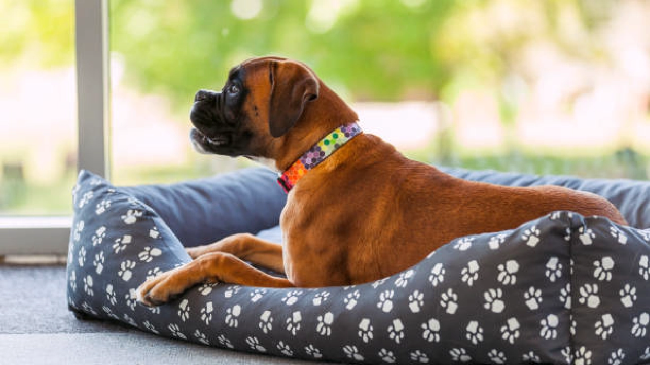 Boxer dog breed