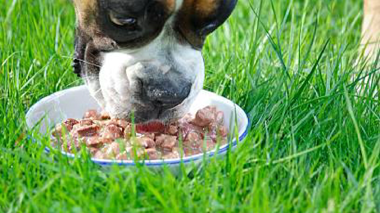 Boxer Dog Breed