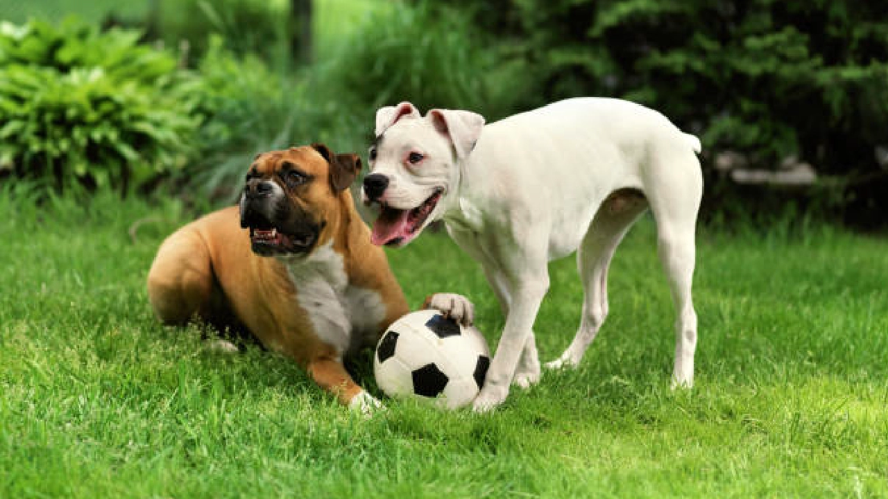 Boxer Dog breed