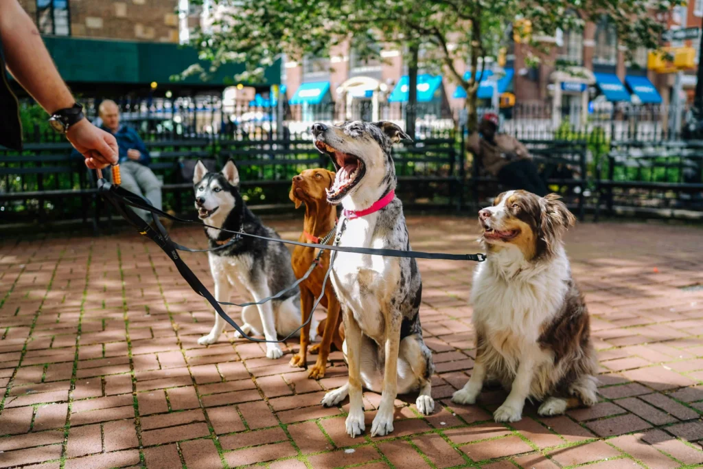 Pet Sitter