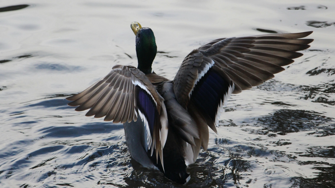 ducks