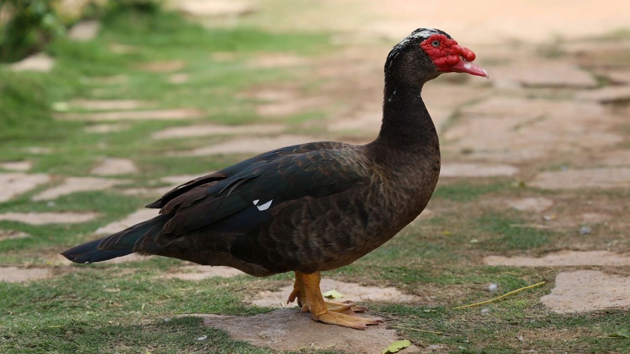 ducks
