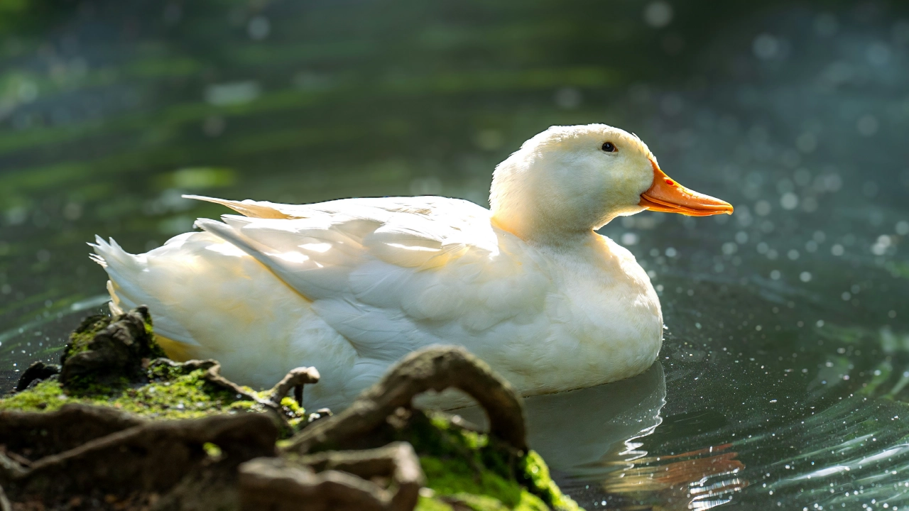 Ducks