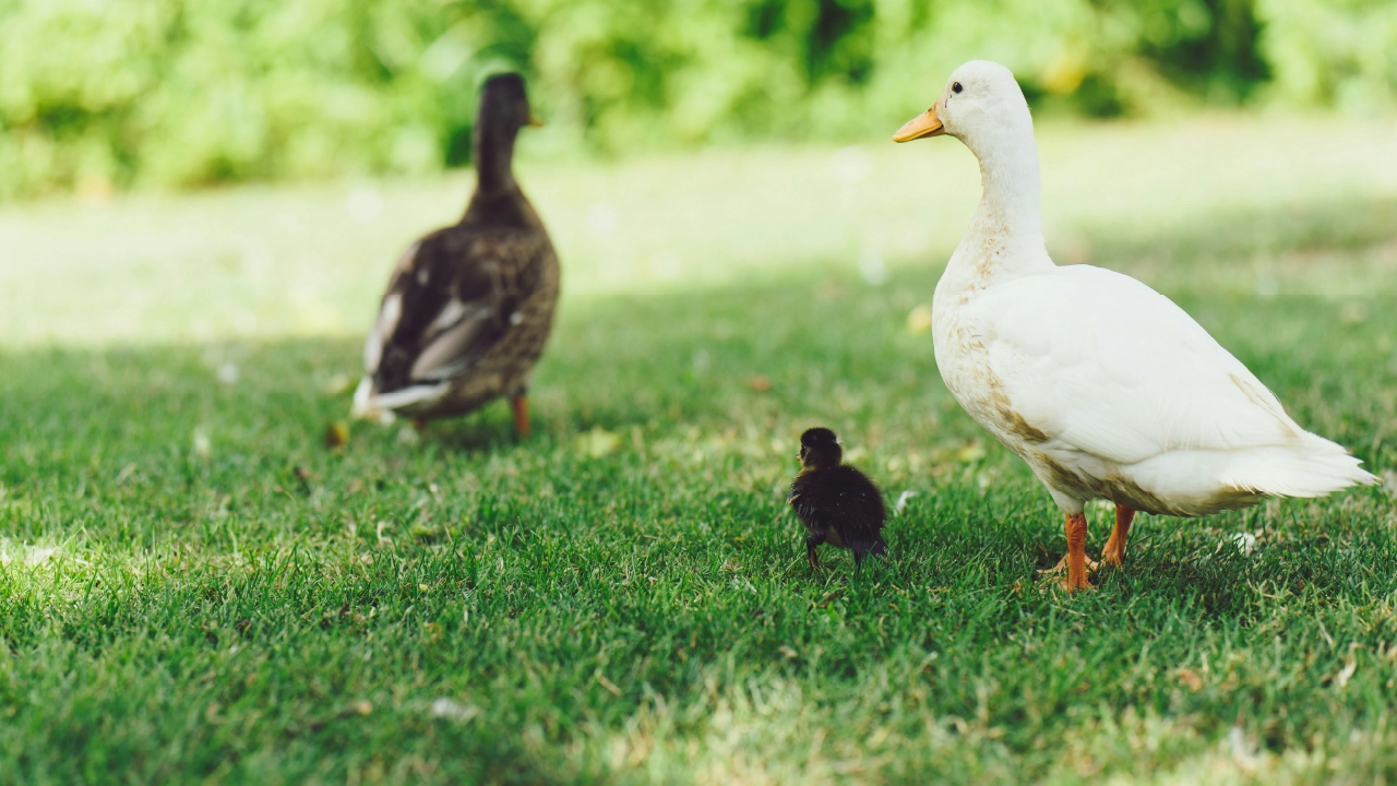 Ducks
