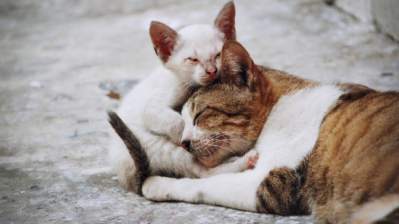 Kitten