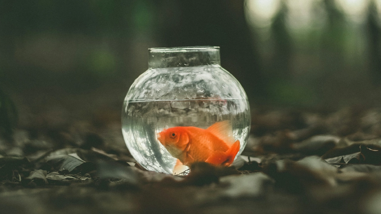 Goldfish in bowl