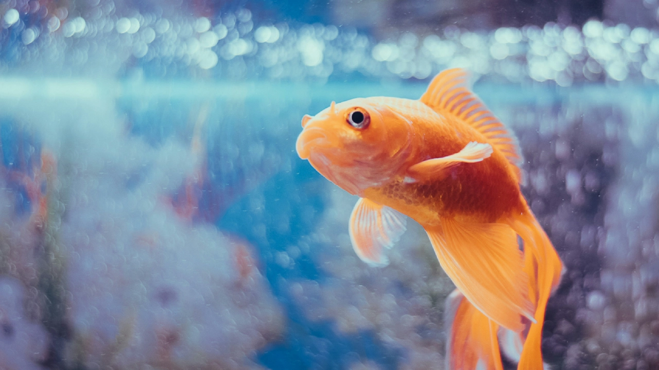 Goldfish in Aquarium