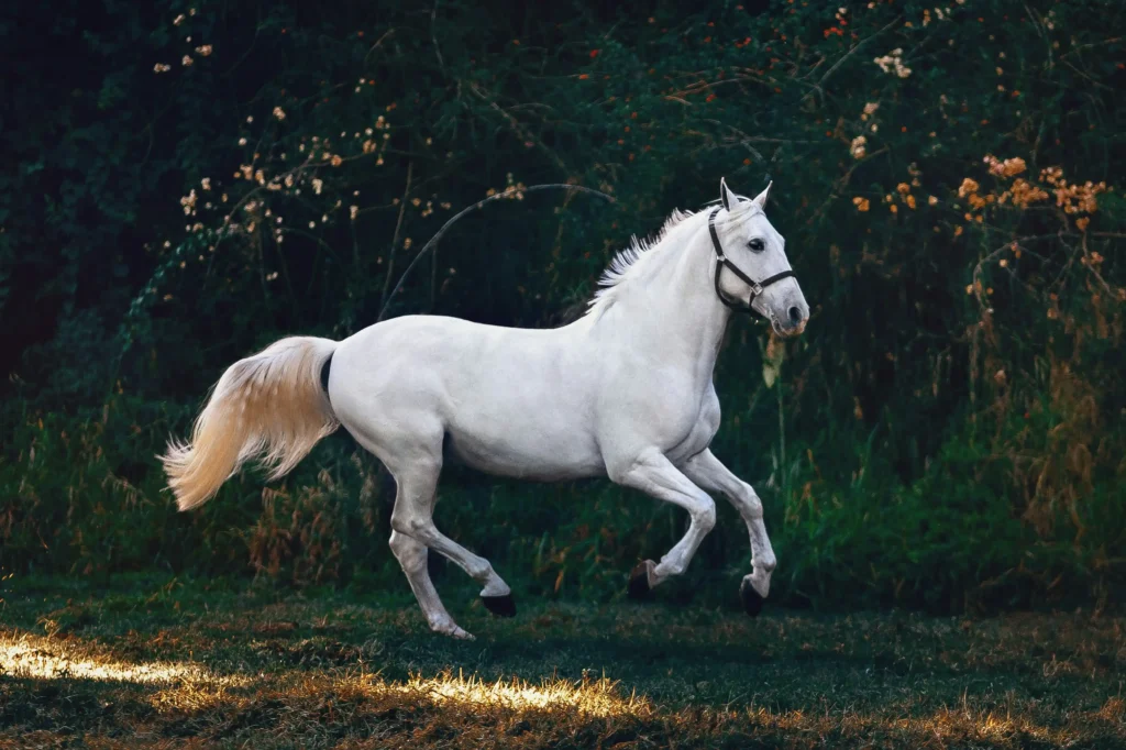 Horse Galloping