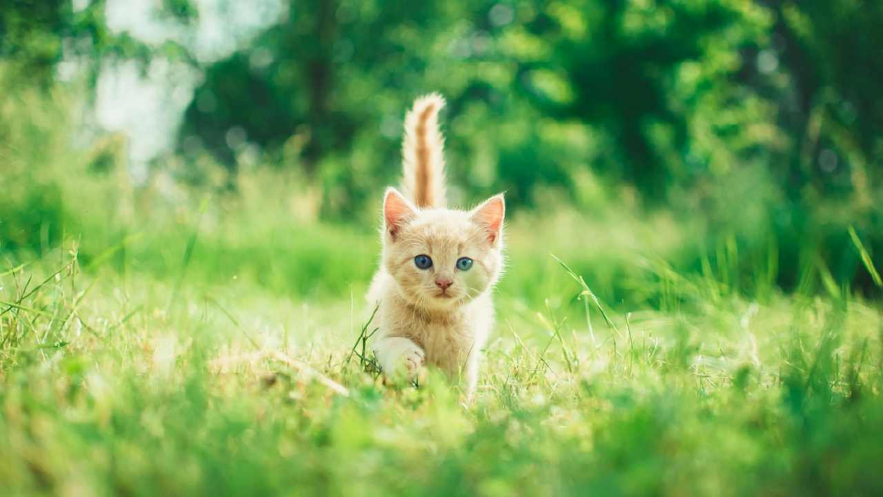 cats stop growing