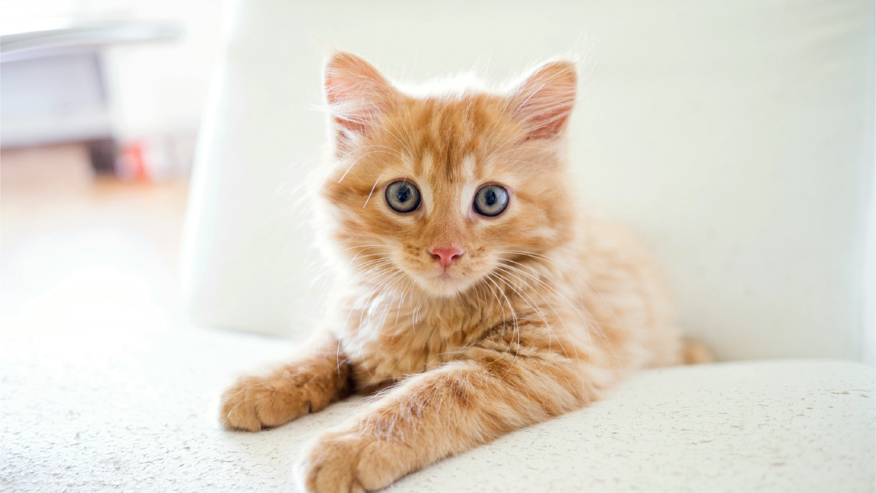 cats stop growing