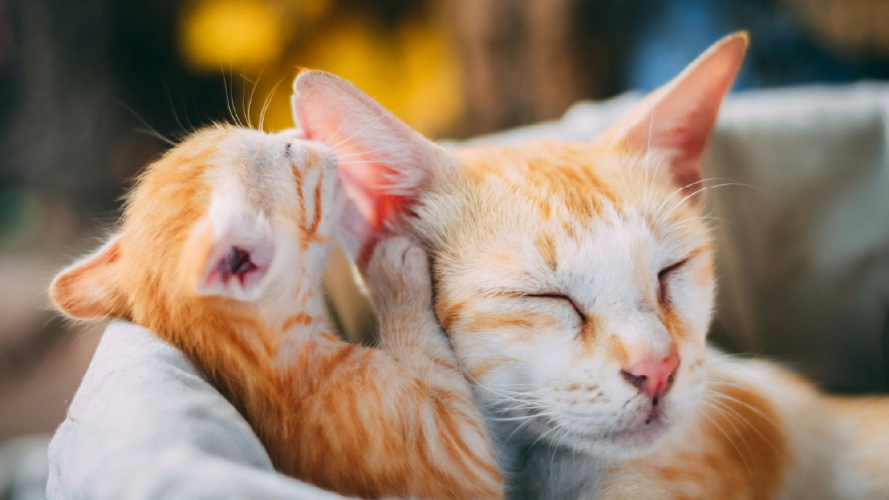 Kitten