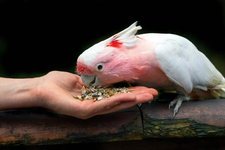 Pet Birds