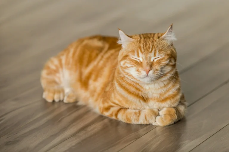 Keeping Pet Cats Indoors