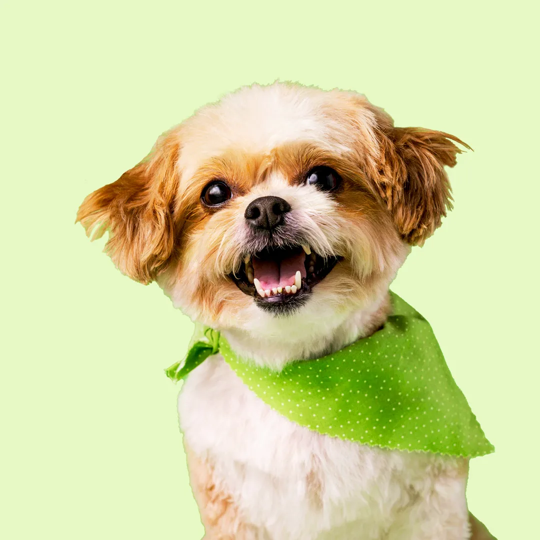 Singapore's Trusted Pet Magazine
