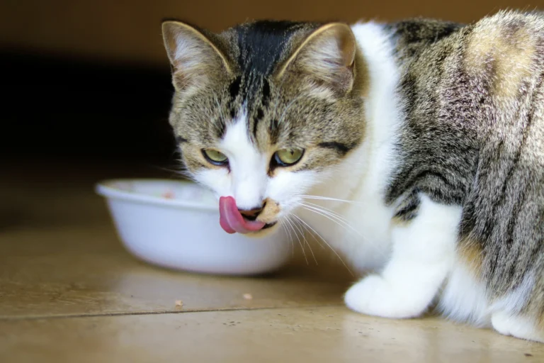 Optimise Your Pet's Nutrition
