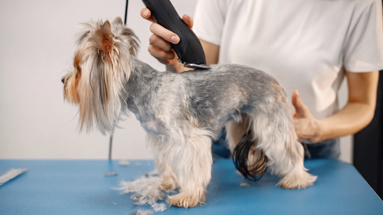 Puppy Grooming