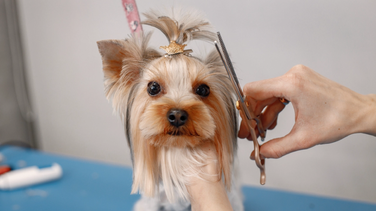 Puppy Grooming