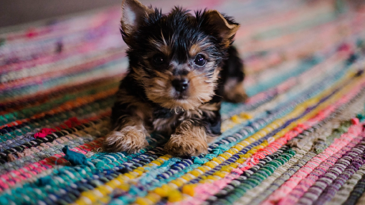 Puppy Grooming