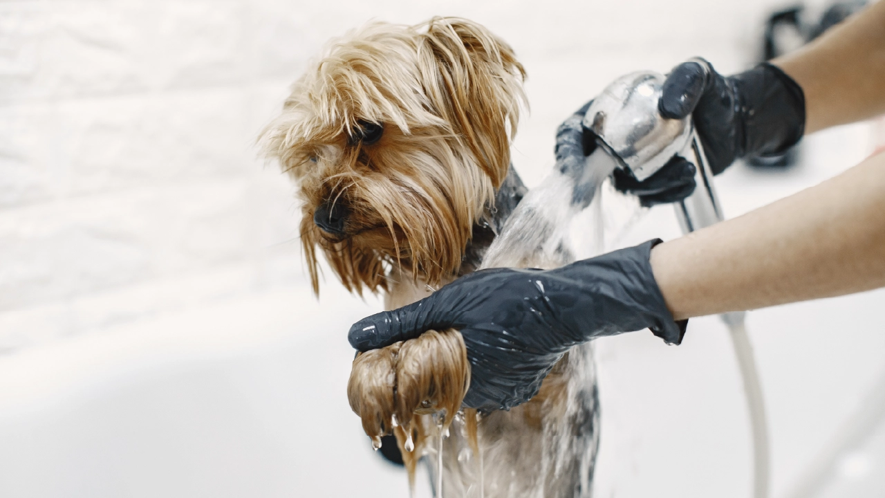 Puppy Grooming