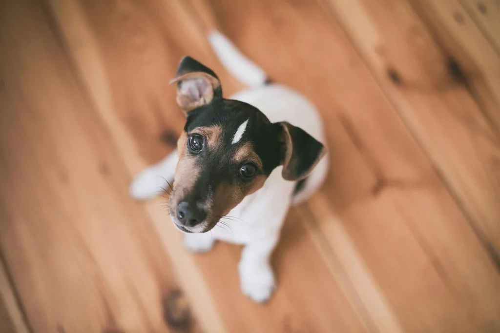 Tenterfield Terrier